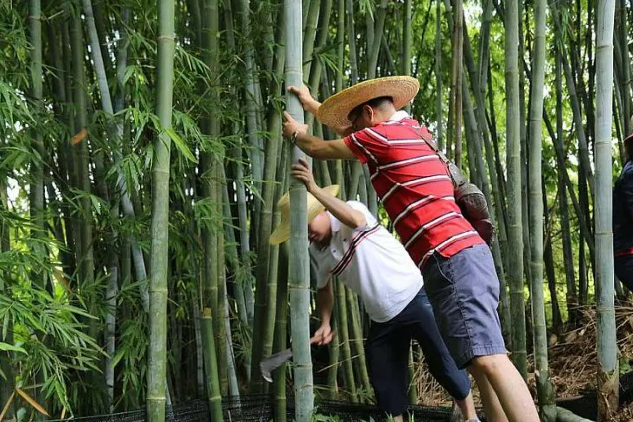 bamboo cutlery